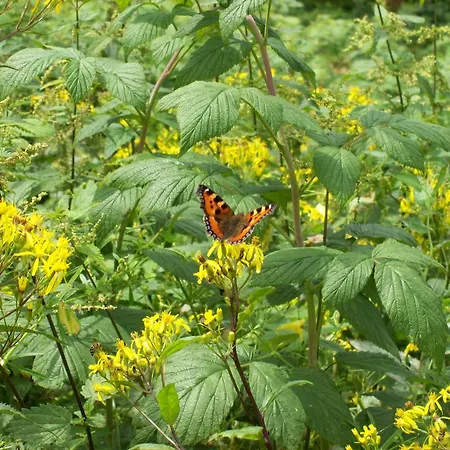 Gasthuis Landhaus Zum Sorpetal