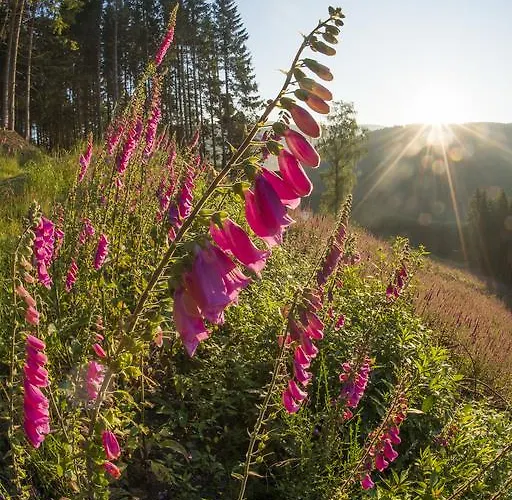 Landhaus Zum Sorpetal Pensionat Schmallenberg