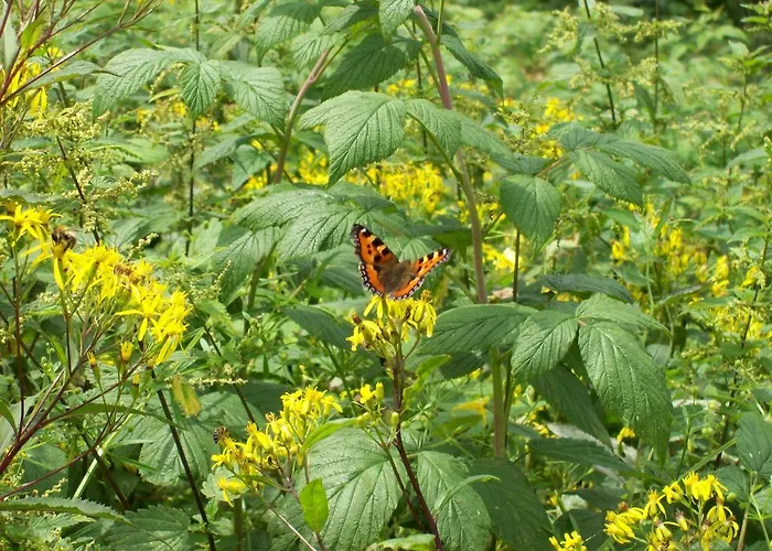 Pensionat Landhaus Zum Sorpetal